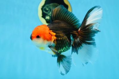A Grade Tricolor Oranda Male 5.5 inches #081525OR_26