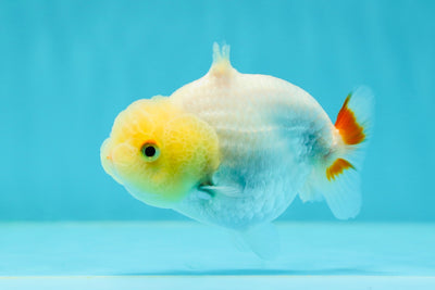 👶Baby Lemonhead Shark Lionchu Male 3-3.5 inches #0209LC_26