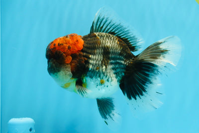 BULLDOG AAA Grade Red Head Kirin Calico Oranda Male 6.5 inches #022026OR_06