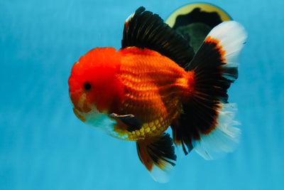 AAA Grade Young Godzilla Apache Oranda Male 6 inches #081525OR_09