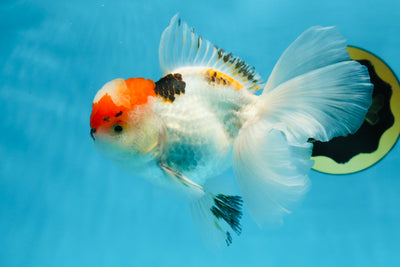 A Grade Tricolor Oranda Male 5.5 inches #070425OR_17