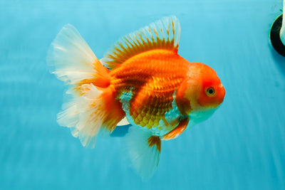 AAA Grade Red White Oranda Male 6.5 inches #0216OR_03