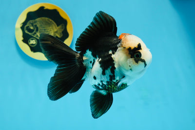 A Grade Tricolor Oranda Female 4.5-5 inches #120624OR_10