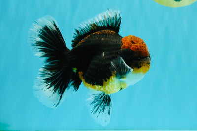 AAA Grade Dark Tiger Red Head Oranda Male 5-5.5 inches #050126OR_10