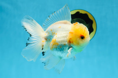 A Grade Cloudy White Oranda Male 5-5.5 inches #071125OR_12