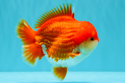 CHONKY AAA Grade Godzilla Red White Yuanbao Male 5.5-6 inches #031326YB_22