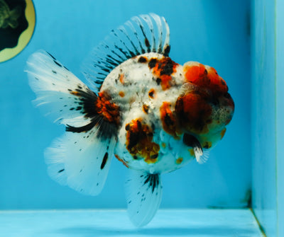 AAA Grade SUPER WEN Godzilla Calico Oranda Female 6 inches #080825OR_16