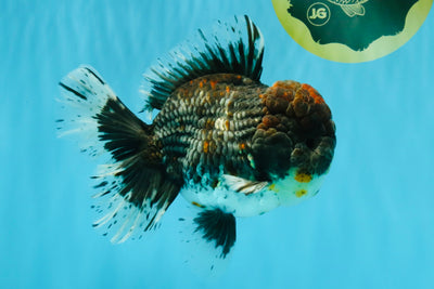 CHUBBY AAA Grade Godzilla Kirin Oranda Male 6.5 inches #050826OR_02