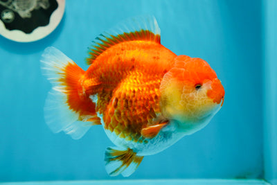 AAA Grade 🎇 Firework Bulldog Yuanbao Female 5-5.5 inches #0105YB_05