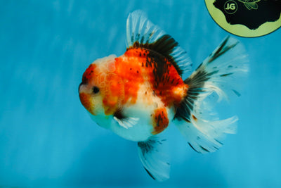 A Grade Chonky Sakura Oranda Female 5-5.5 inches #071125OR_11