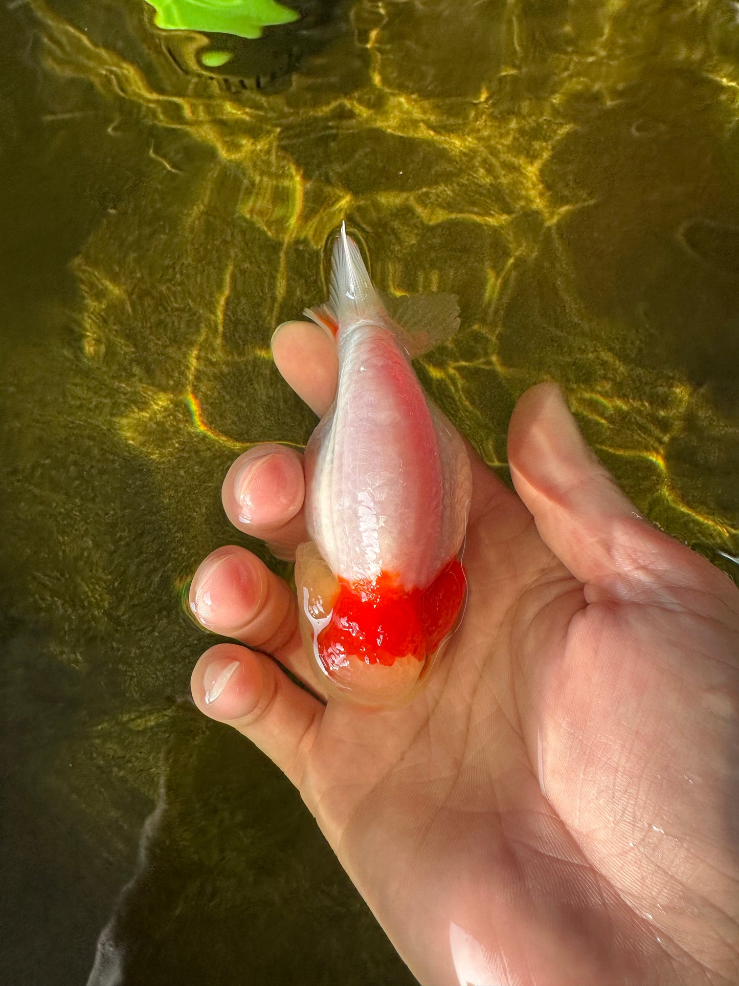 A Grade Lipsticks Sakura LionKing 3.5-4 inches #0202LC_19