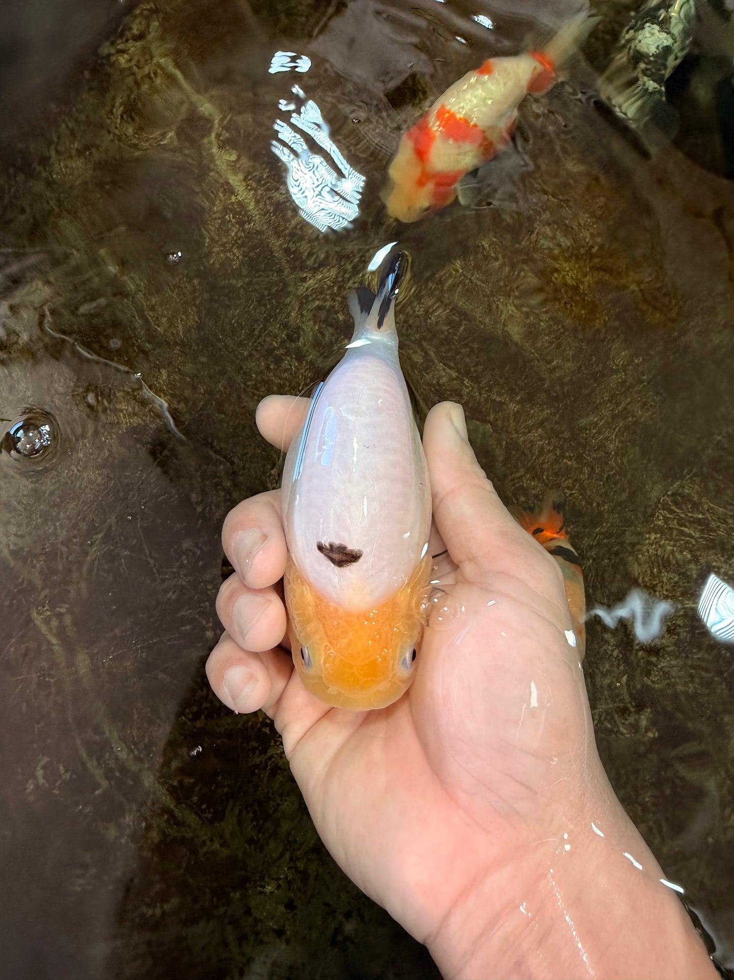 A Grade Milk Cow Ranchu Female 4.5 inches #101025RC_14