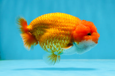 AAA Grade Cheese Puff Red White LionKing 4-4.5 inches #020725LC_12