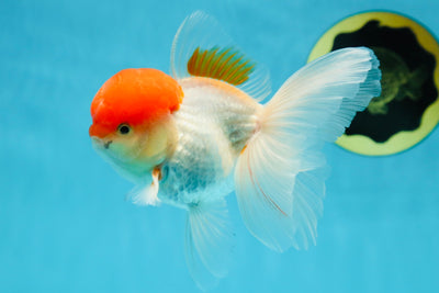 AAA Grade Red Cap Oranda Male 4.5-5 inches #050925OR_38