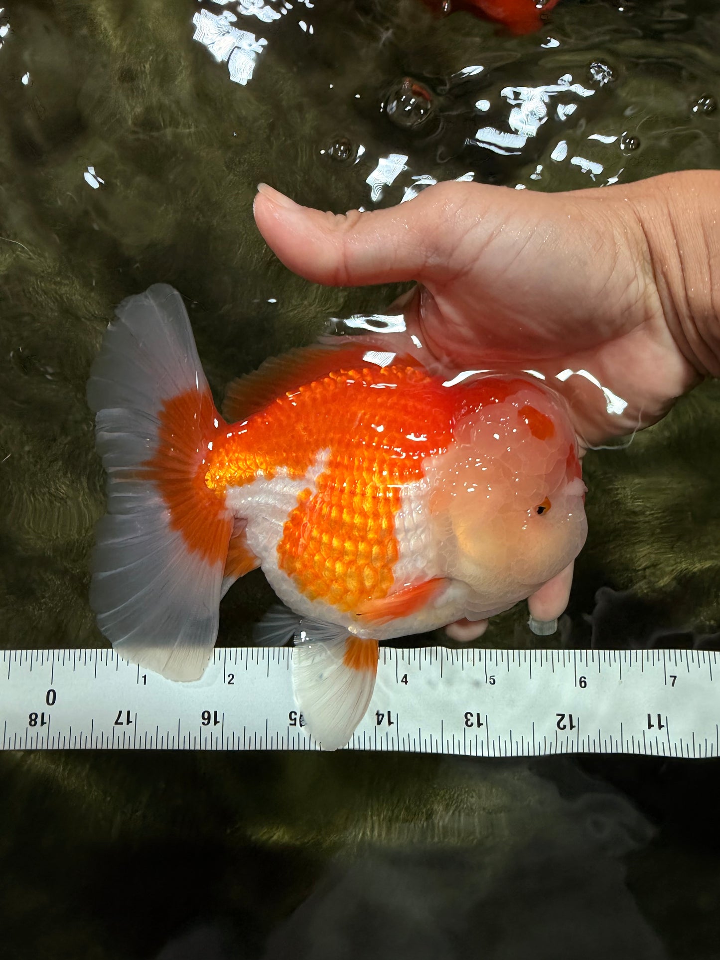 A Grade Red White Oranda Male 6 inches #081426OR_10