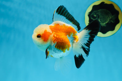 AAA Grade Tricolor Oranda Female 4.5-5 inches #013125OR_13