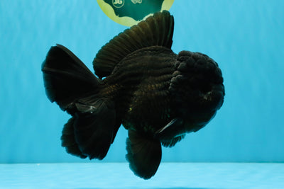 AAA Grade Godzilla Black Oranda Male 6.5 inches #032726OR_08