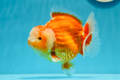 AAA Grade Jack o' Lantern Yuanbao Male 4.5 inches #1027YB_13