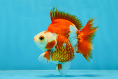 3rd Runner Up SHOW GRADE Red White Ryukin Male 3.5-4 inches #053025RK_9999