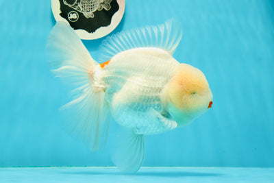 AAA Grade Lipstick Snow White Godzilla Oranda Male 6.5 inches #0209OR_08