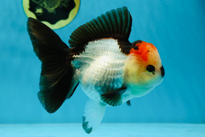 SUPER MARIO AAA Grade Tricolor Button Eyes Oranda Female 5.5 inches #042525OR_02