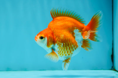 Ryukin macho rojo y blanco de 3,5 a 4 pulgadas n.º 1117RK_04