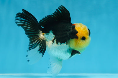 A Grade SPECIAL Panda Button Eyes Oranda Male 4.5-5 inches #072525OR_09