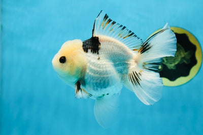 A Grade Chubby Belly Panda Button Eyes Oranda Male 4.5-5 inches #022825OR_08