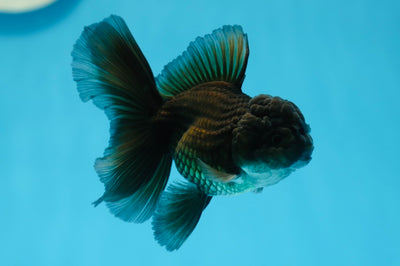 Mâle Oranda noir de catégorie A 3,5 à 4 pouces #0908OR_15