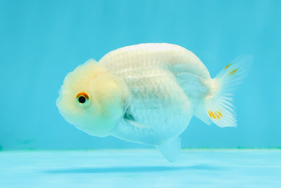 😙 Baby Snow White Lionchu Female 3-3.5 inches #0301LC_07