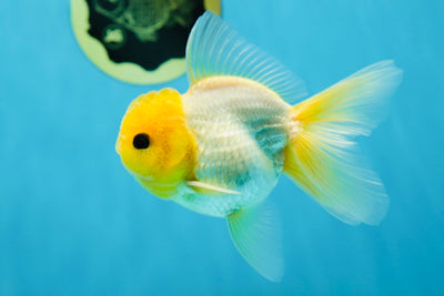 SUPER RARE AAA Grade Vivid Lemonhead Button Eyes Oranda Male 4.5 inches #013125OR_25