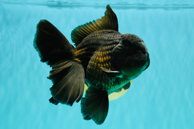 GODZILLA AAA Grade Black Oranda Male 6 inches #100926OR_24