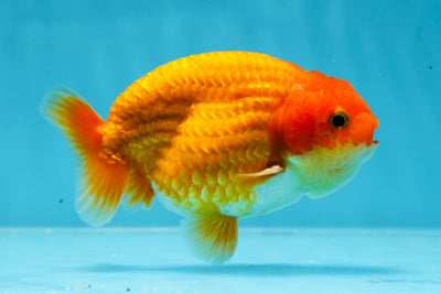 A Grade CLASSY Red White LionKing 4-4.5 inches #032125LC_22