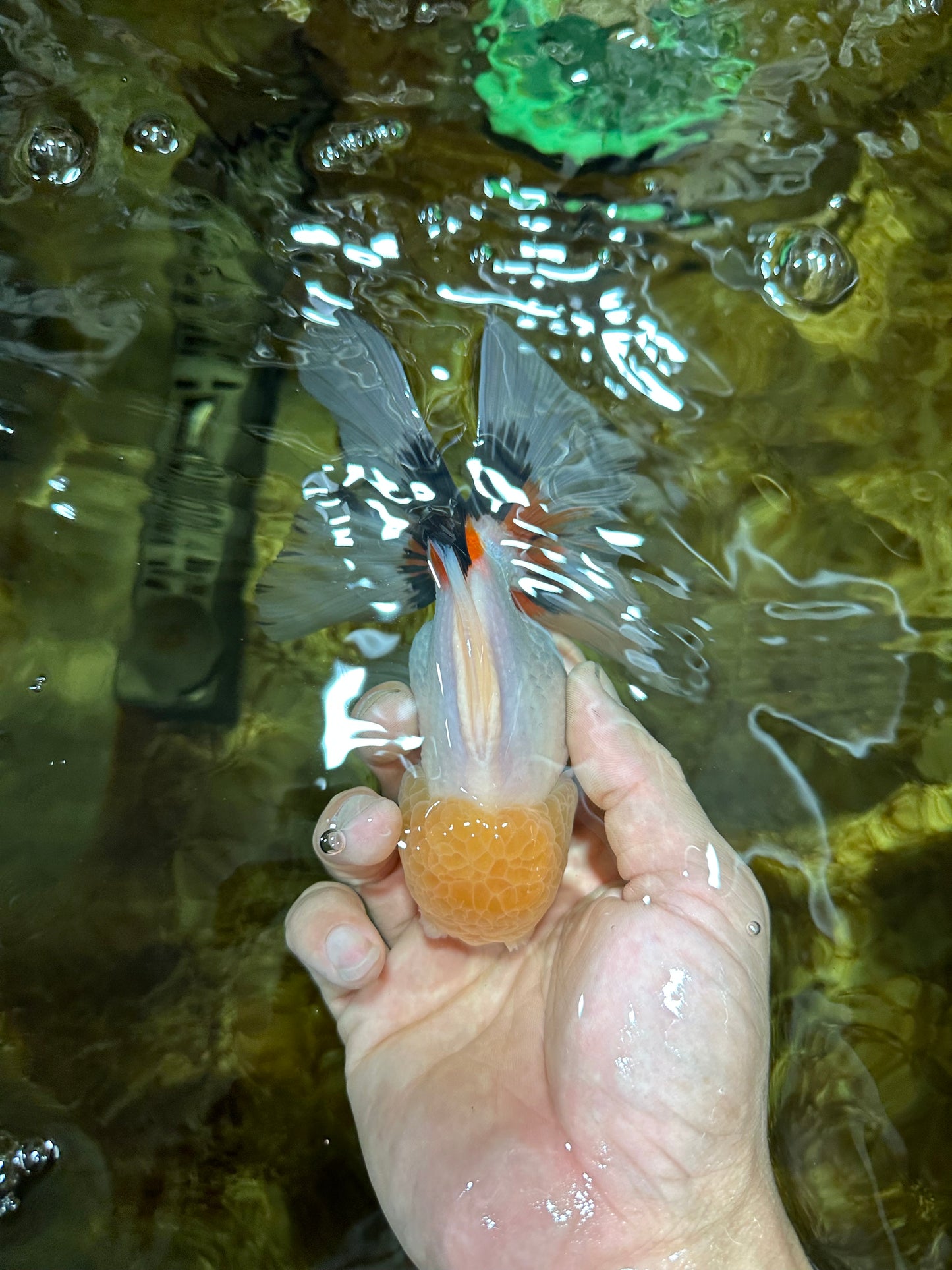 A Grade FLUFFY TAIL Tricolor Oranda Male 5.5 inches #082925OR_08