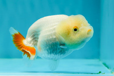 👶 Baby Lemonhead Duckie Lionchu Female 3.5-4 inches #0216LC_12