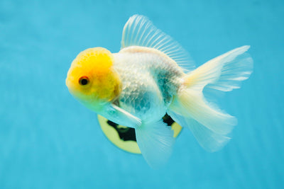 Bright Lemonhead Oranda Snow White Male 4.5 inches #032825OR_03