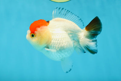 Tancho Pompom Tricolor Yuanbao Female 4 inches #050925YB_31