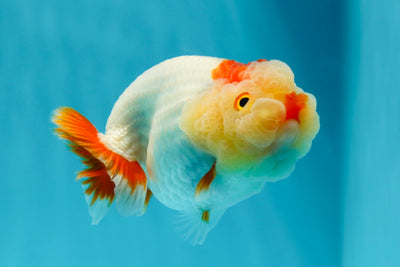 Baby Red White Tancho Lionchu Female 3.5 inches #0202LC_07