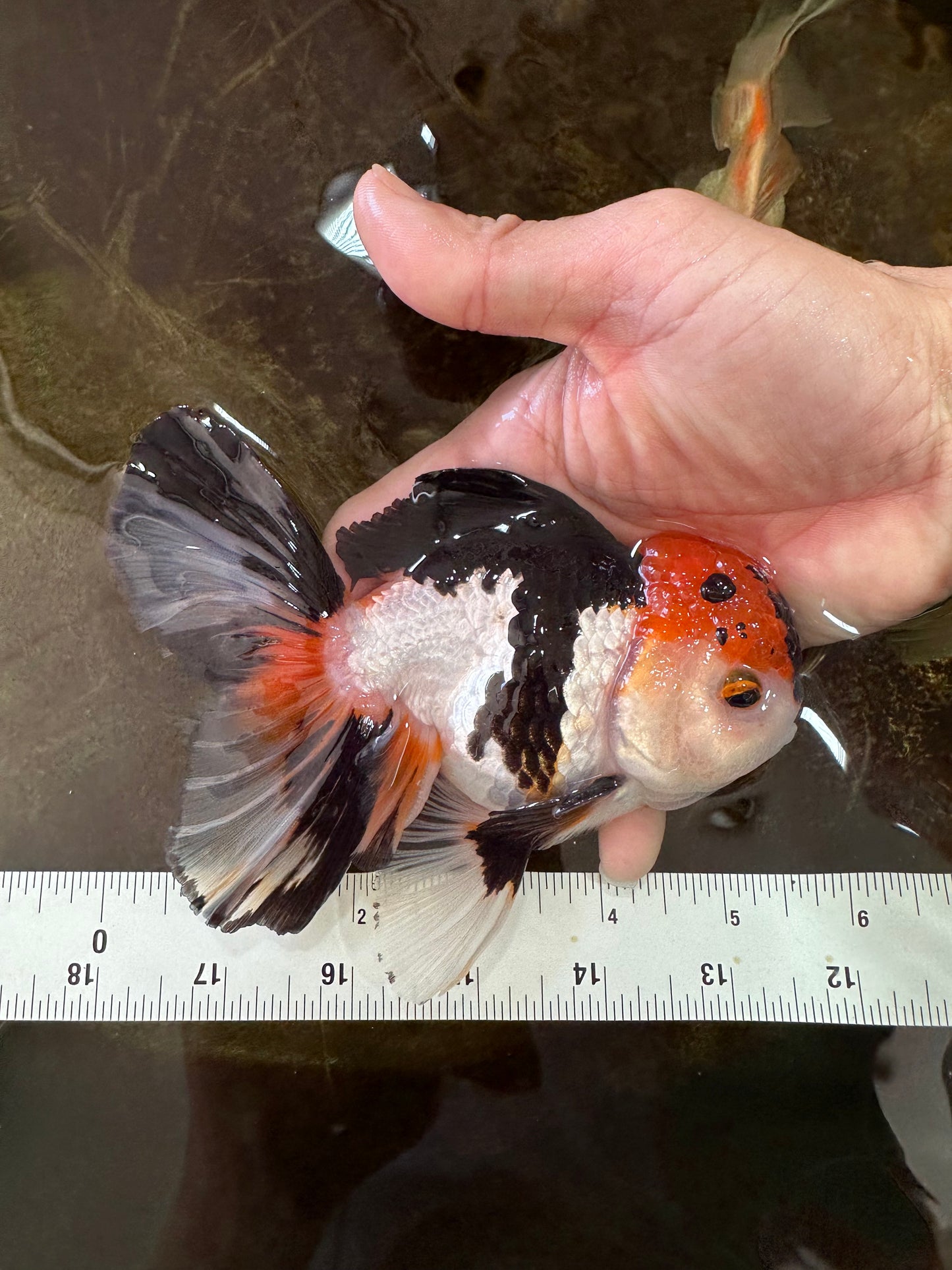 A Grade Tricolor Oranda Male 5.5 inches #062725OR_15