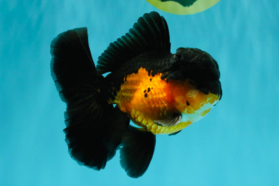 BATMAN Apache Oranda Male 5 inches #050826OR_03