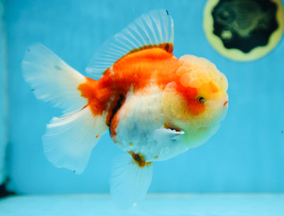 A Grade FLUFFY WEN Sakura Oranda Female 6 inches #091225OR_14
