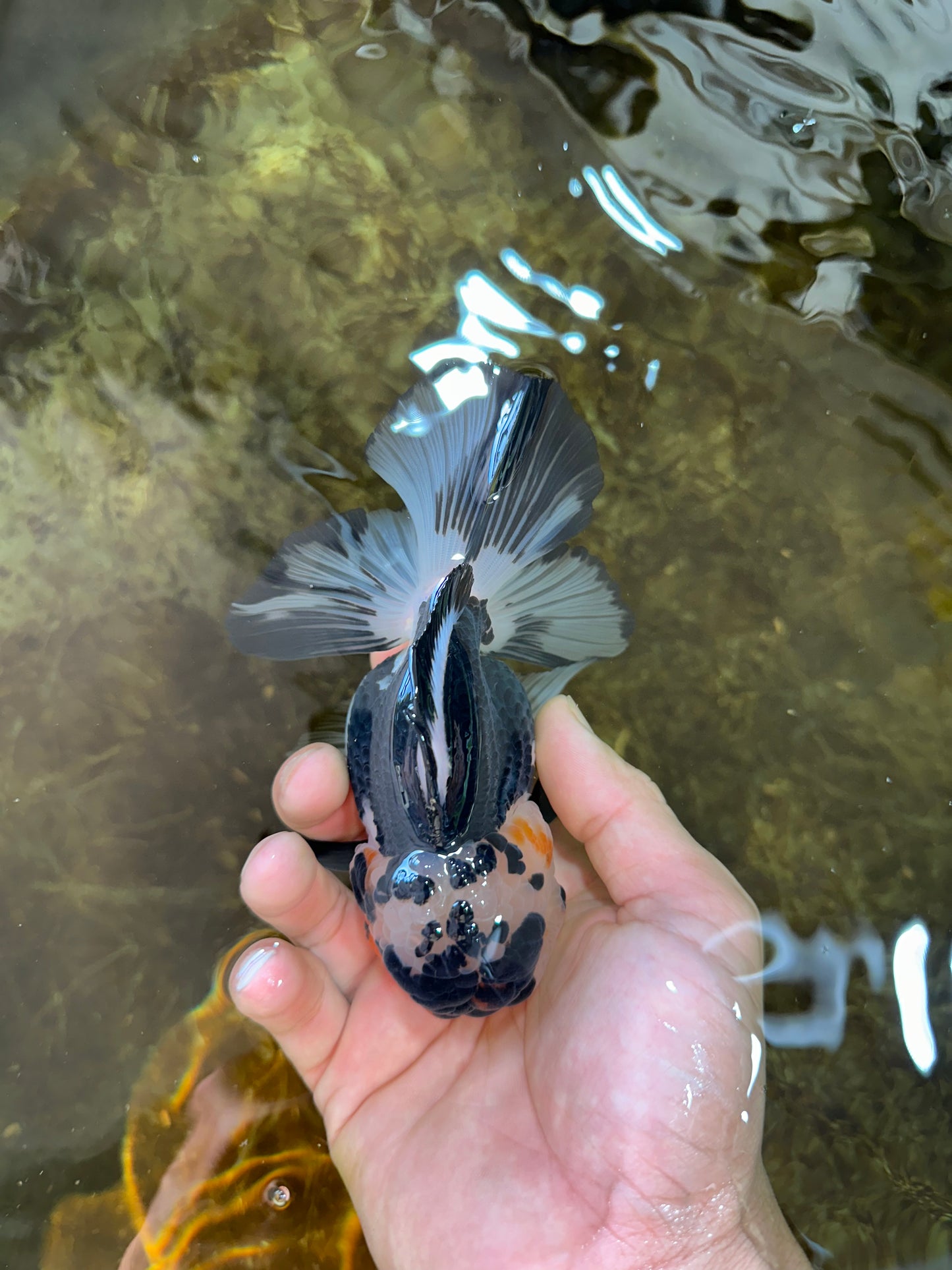 A Grade Panda Button Eyes Oranda Female 5 inches #081525OR_19