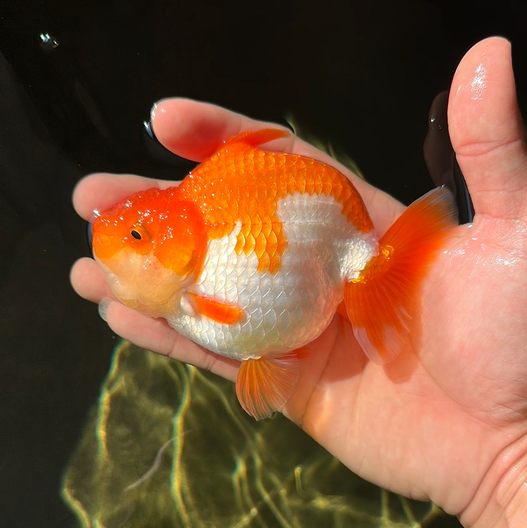 AAA Grade Shark LionKing 4-4.5 inches #0811LC_07