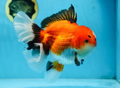 AAA Grade THICK BODY Godzilla Apache Oranda Male 6.5 inches #090525OR_07