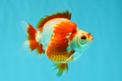 AAA Grade Red White Ryukin Male 4 inches #041726RK_05