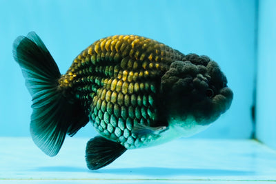 Cheeky Black Lionchu Male 4-4.5 inches #1103LC_22