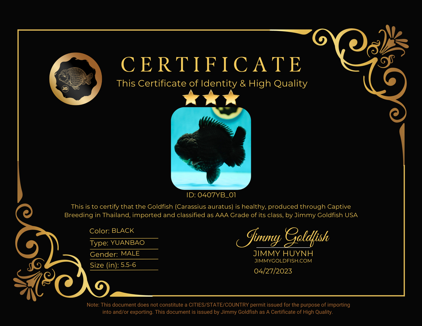 AAA Grade Black Bulldog Yuanbao Male 5.5-6 inches #0407YB_01