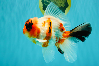 A Grade Diamond Scale Sakura Oranda Male 6.5 inches #072426OR_19