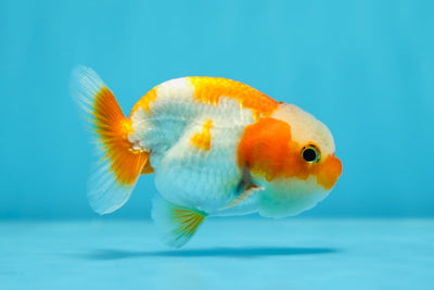 A Grade Jade Head LionKing 3.5 inches #1013_10