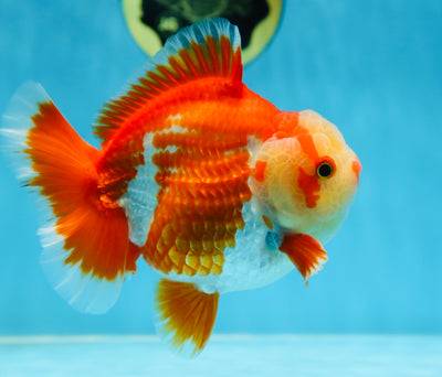 AAA Grade PULLDOG Godzilla Red White Yuanbao 5-5.5 inches #080825YB_25